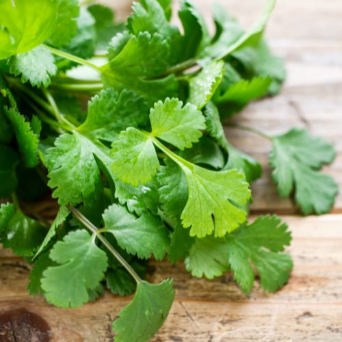 Coriander 25kg bags | Gourmy Foods