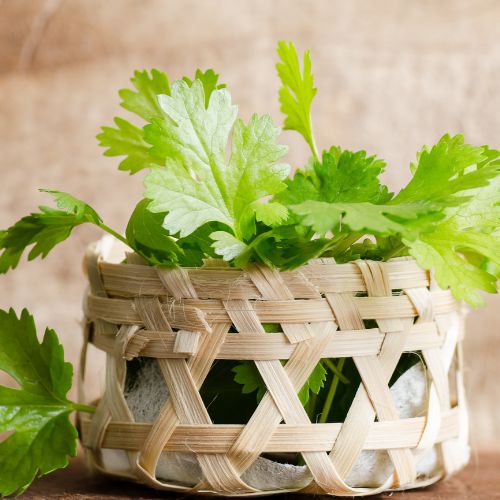 Coriander Ground - 25kg | Gourmy Foods